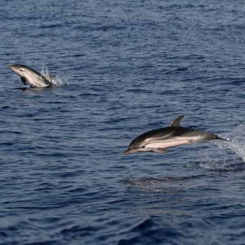 en-busca-de-delfines